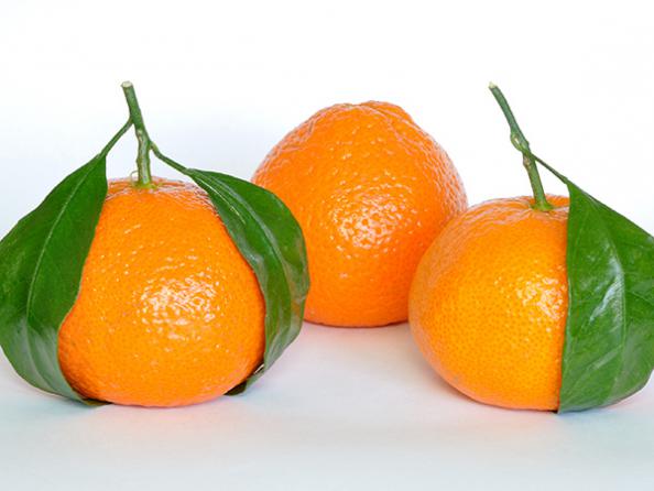 پرتقال گلخانه ای موثر در تصفیه خون