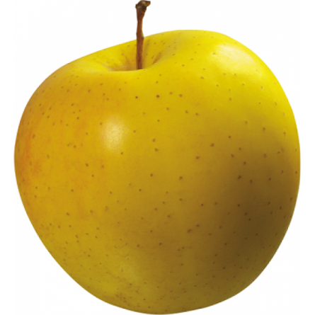 فروش مستقیم سیب زرد شیرین عمده