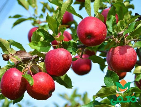تولید کننده بهترین سیب درختی قرمز