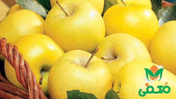 شرکت عرضه سیب زرد گلاب فله ای