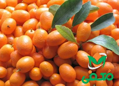 قیمت پرتقال گلخانه ای + خرید انواع متنوع پرتقال گلخانه ای