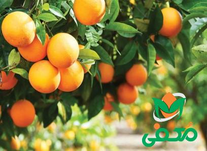 قیمت خرید پرتقال دزفولی + مزایا و معایب